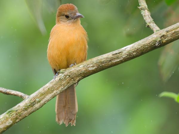 Vuurkuiftangare (Tachyphonus cristatus)